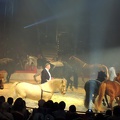 Sacha Houcke (cavalerie)
