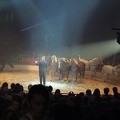 Sacha Houcke (cavalerie)