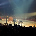 Sacha Houcke (cavalerie)