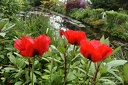 fleurs10