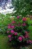 fleurs2