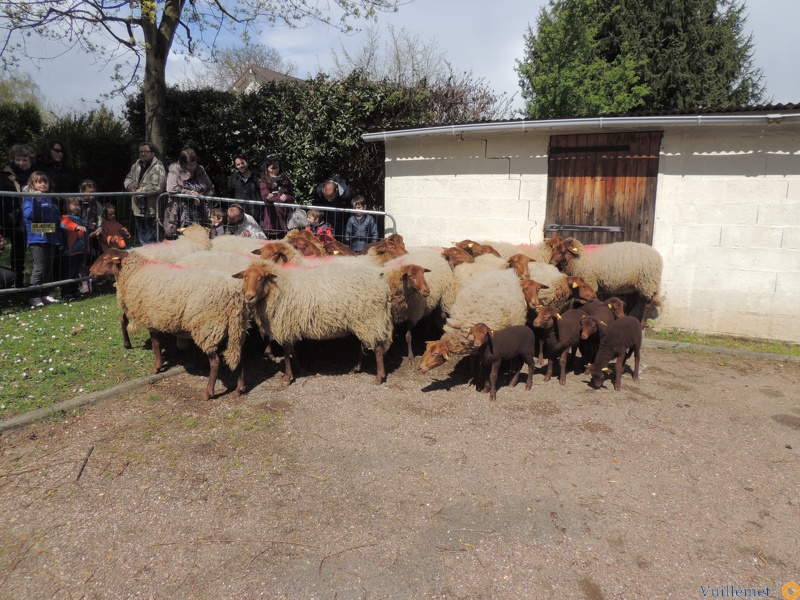 Transhumance ville de Saint Prix