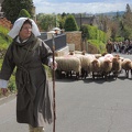 Transhumance ville de Saint Prix