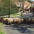 Transhumance ville de Saint Prix