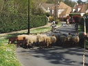 Transhumance ville de Saint Prix