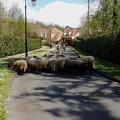 Transhumance ville de Saint Prix