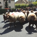 Transhumance ville de Saint Prix