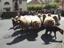 Transhumance ville de Saint Prix