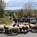Transhumance ville de Saint Prix