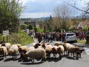 Transhumance ville de Saint Prix