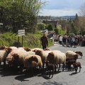 Transhumance ville de Saint Prix