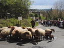 Transhumance ville de Saint Prix