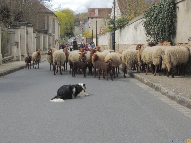 Transhumance ville de Saint Prix