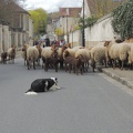 Transhumance ville de Saint Prix