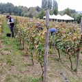 Les vendanges 2016