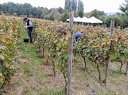 Les vendanges 2016