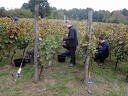 Les vendanges 2016