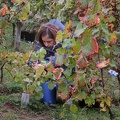 Les vendanges 2016