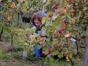 Les vendanges 2016