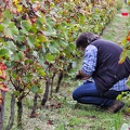 Les vendanges 2016