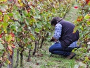 Les vendanges 2016