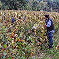 Les vendanges 2016