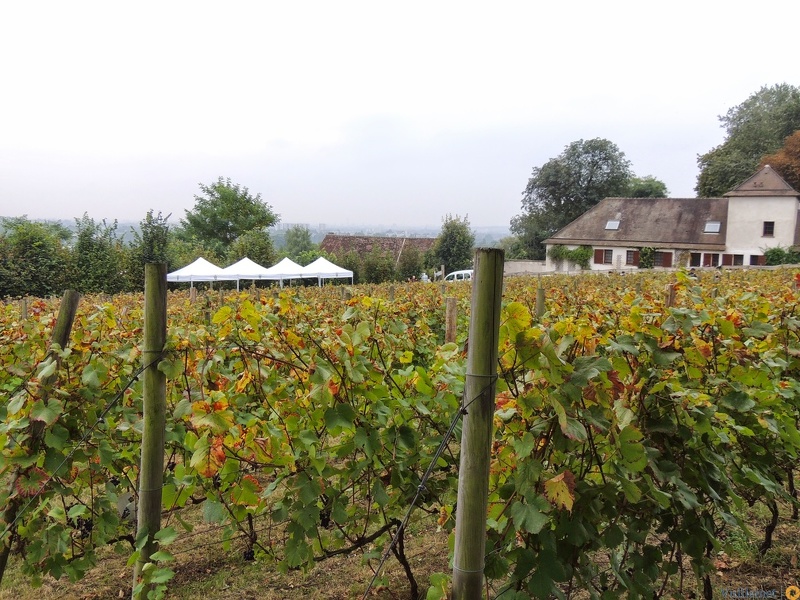 Les vendanges 2016