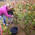 Les vendanges 2016