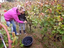 Les vendanges 2016