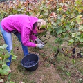 Les vendanges 2016