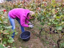 Les vendanges 2016