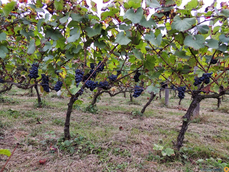 Les vendanges 2016