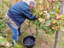 Les vendanges 2016