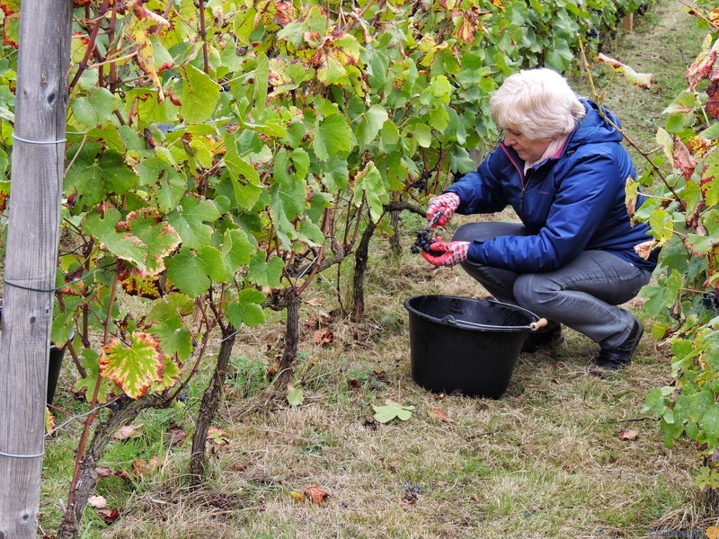 Les vendanges 2016