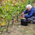 Les vendanges 2016