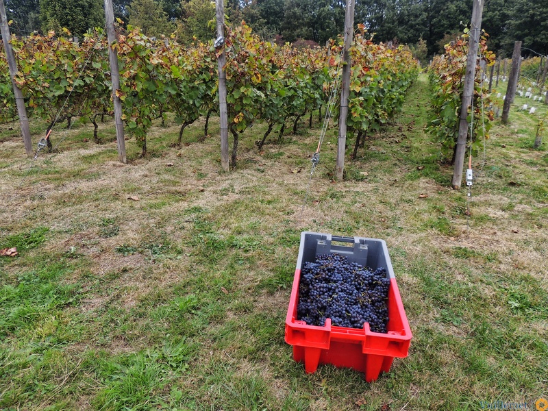 Les vendanges 2016