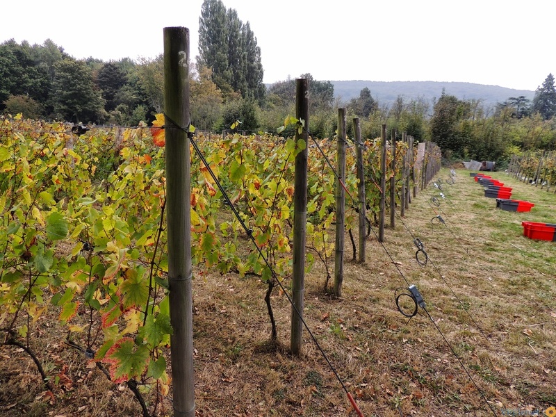 Les vendanges 2016