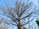 les arbres en fôret de Montmorency