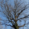 les arbres en fôret de Montmorency