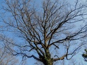 les arbres en fôret de Montmorency