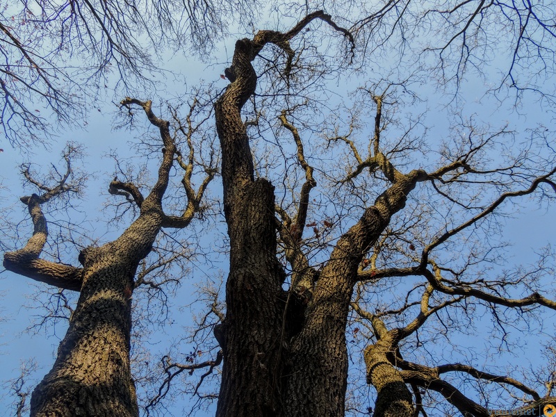 les arbres en fôret de Montmorency