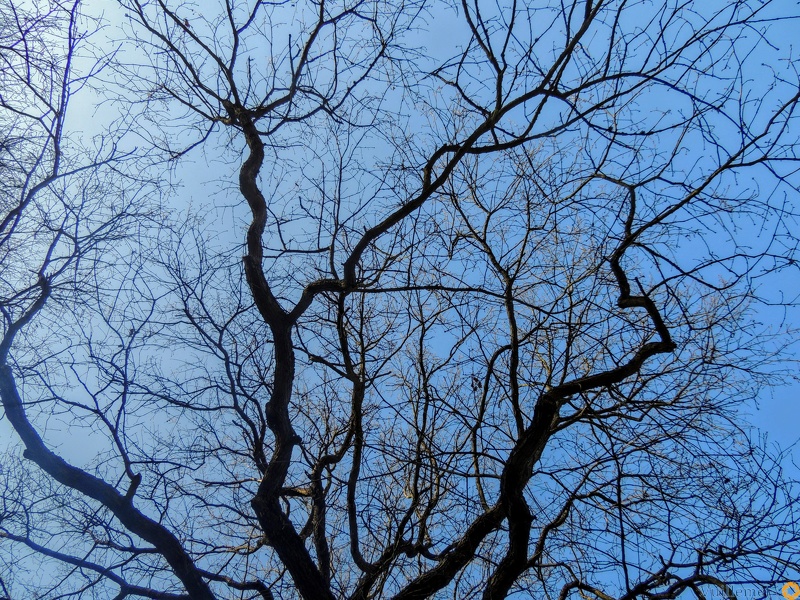 les arbres en fôret de Montmorency