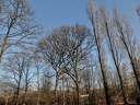 les arbres en fôret de Montmorency