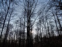 les arbres en fôret de Montmorency