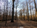 les arbres en fôret de Montmorency