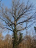 les arbres en fôret de Montmorency