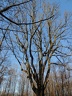 les arbres en fôret de Montmorency