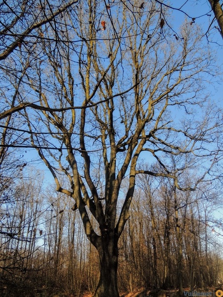 les arbres en fôret de Montmorency