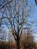 les arbres en fôret de Montmorency