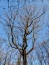 les arbres en fôret de Montmorency
